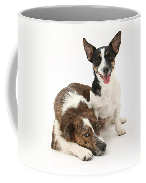Animal Coffee Mug featuring the photograph Dogs by Mark Taylor