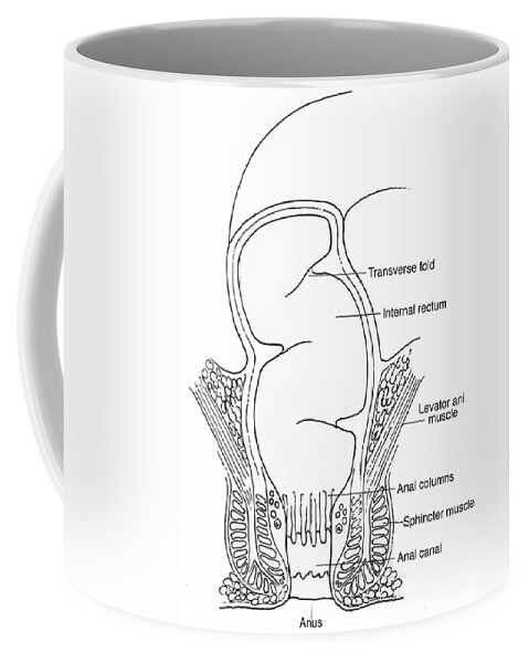 Anatomy Coffee Mug featuring the photograph Illustration Of Rectum #8 by Science Source