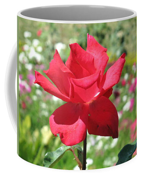 Beautiful Coffee Mug featuring the photograph A beautiful red flower growing at home by Ashish Agarwal