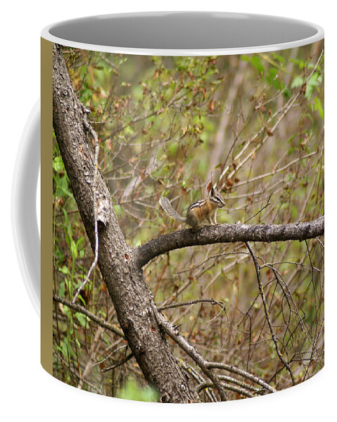 Chipmunks Coffee Mug featuring the photograph A Chipmunk on a Branch by Ben Upham III