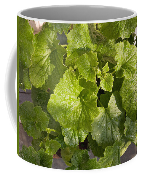Plant Coffee Mug featuring the photograph A green leafy vegetable plant after watering in bright sunrise by Ashish Agarwal