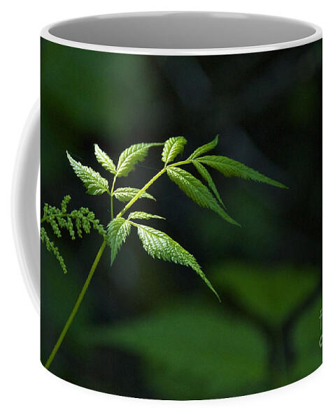 Photography Coffee Mug featuring the photograph A Light in the Forest by Sean Griffin