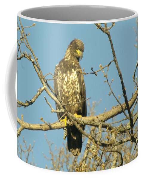 Eagles Coffee Mug featuring the photograph A Young Eagle Gazing Down by Jeff Swan
