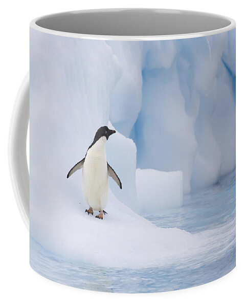 00761838 Coffee Mug featuring the photograph Adelie Penguin On Melting Iceberg by Suzi Eszterhas