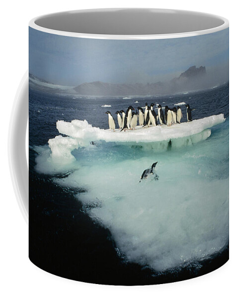 00141285 Coffee Mug featuring the photograph Adelies on Ice Floe by Tui De Roy