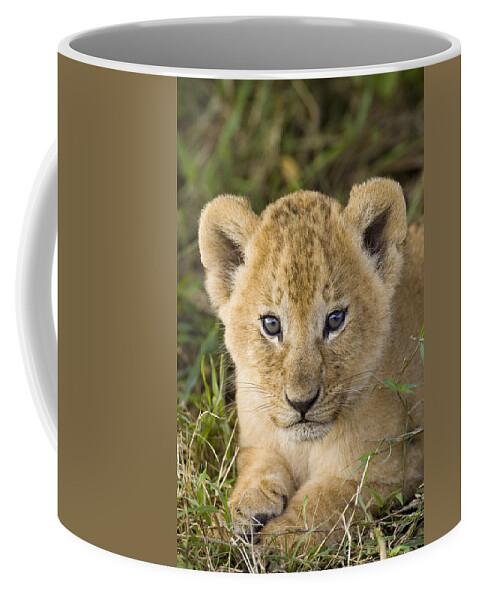 0761307 Coffee Mug featuring the photograph African Lion Cub Panthera Leo by Suzi Eszterhas