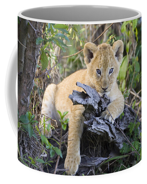 00761292 Coffee Mug featuring the photograph African Lion Cub Resting On Log Masai by Suzi Eszterhas