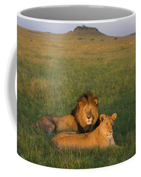 Mp Coffee Mug featuring the photograph African Lion Panthera Leo Male by Suzi Eszterhas