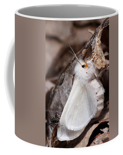 Spilosoma Congrua Coffee Mug featuring the photograph Agreeable Tiger Moth With Ant by Daniel Reed