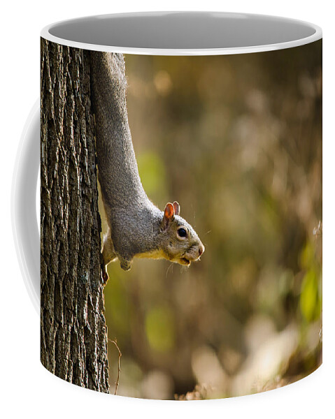 Squirrel Coffee Mug featuring the photograph Alert by Mark Papke
