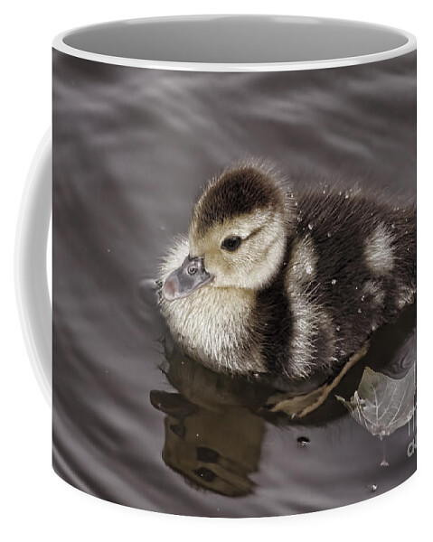 Duckling Coffee Mug featuring the photograph All By Myself by Deborah Benoit