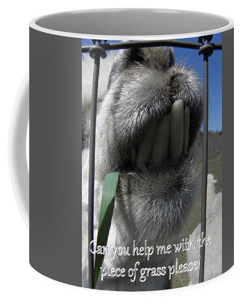 Alpaca Coffee Mug featuring the photograph Alpaca funnies by Kim Galluzzo Wozniak