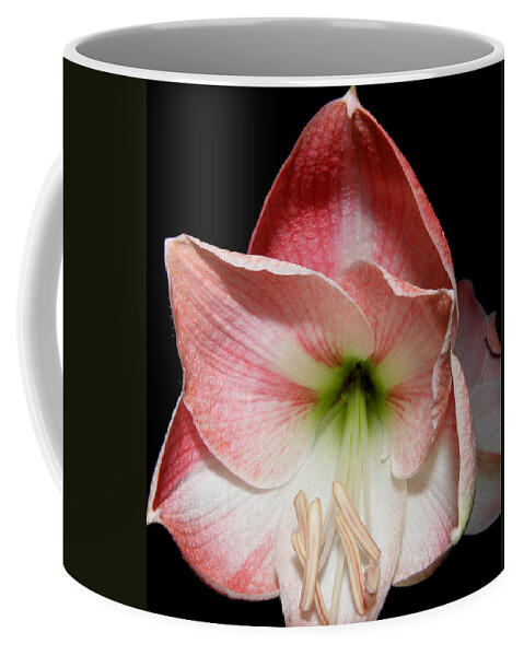 Lily Coffee Mug featuring the photograph Amaryllis in bloom by Kim Galluzzo Wozniak