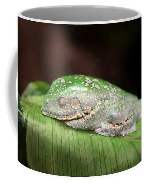 Granger Photography Coffee Mug featuring the photograph Amazon Leaf Frog by Brad Granger