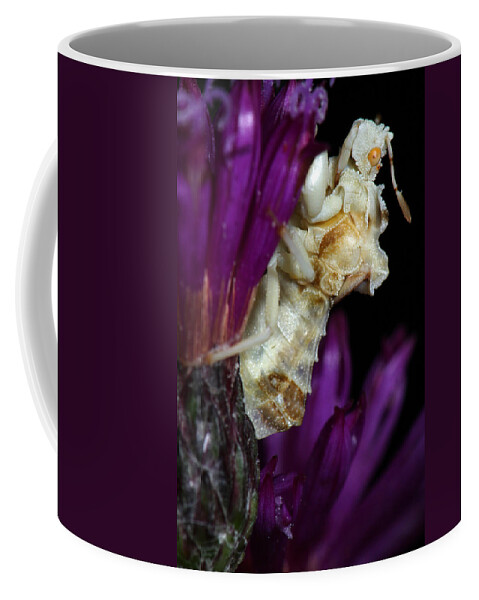 Phymatidae Coffee Mug featuring the photograph Ambush Bug On Ironweed by Daniel Reed