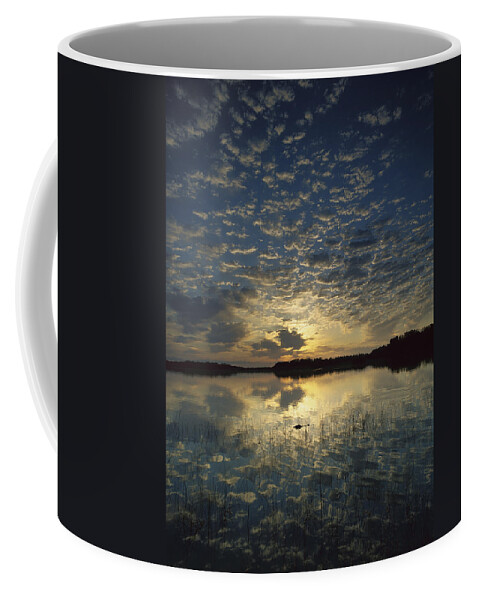 00175045 Coffee Mug featuring the photograph American Alligator In Nine Mile Pond by Tim Fitzharris