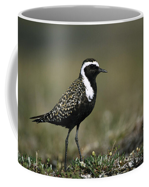 Mp Coffee Mug featuring the photograph American Golden-plover Pluvialis by Michael Quinton