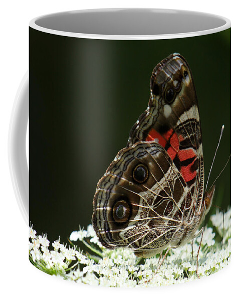 Vanessa Virginiensis Coffee Mug featuring the photograph American Painted Lady Butterfly by Daniel Reed