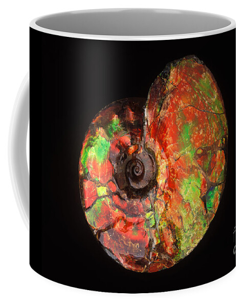 Ammonite Coffee Mug featuring the photograph Ammonite Fossil by Francois Gohier and Photo Researchers