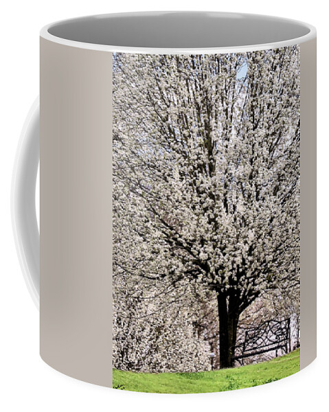 Bradford Pear Coffee Mug featuring the photograph An Explosion of White by Kristin Elmquist