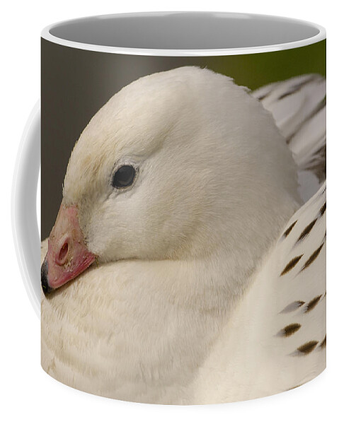 Mp Coffee Mug featuring the photograph Andean Goose Chloephaga Melanoptera by Pete Oxford