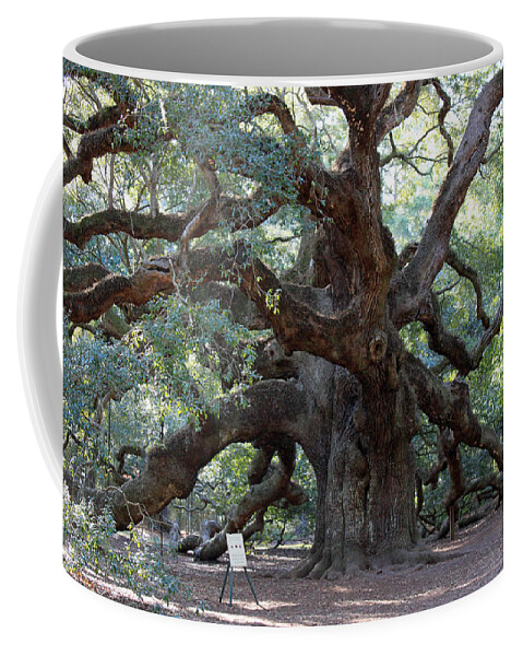 Angel Oak Coffee Mug featuring the photograph Angel Oak - Dont Climb or Carve on the Tree by Suzanne Gaff