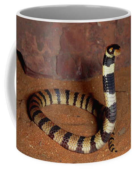 00511465 Coffee Mug featuring the photograph Angolan Coral Snake Defensive Display by Michael and Patricia Fogden