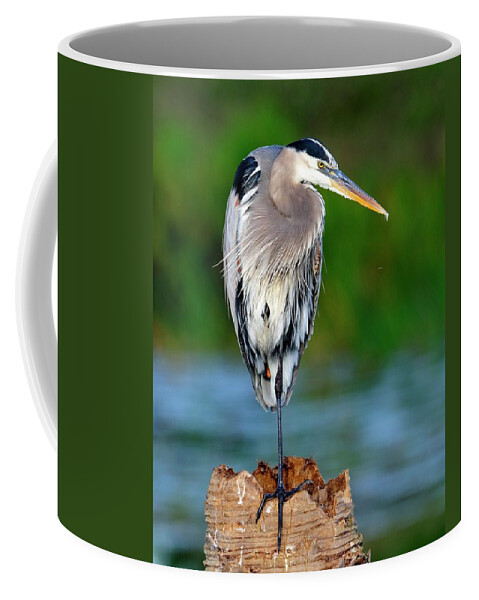 Heron Coffee Mug featuring the photograph Angry Bird by Bill Dodsworth