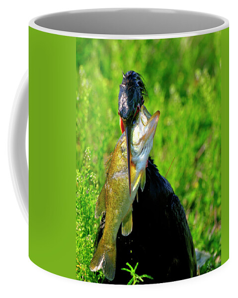 Anhinga Coffee Mug featuring the photograph Anhinga and the fish by Bill Dodsworth
