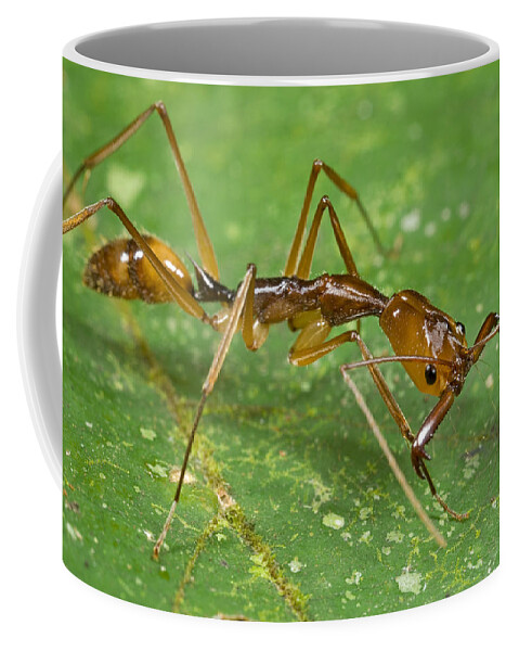 00298481 Coffee Mug featuring the photograph Ant Showing Large Mandibles Guyana by Piotr Naskrecki