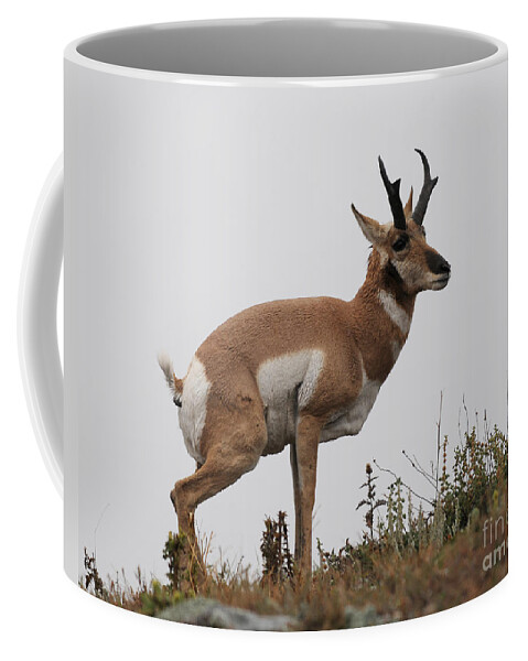 Antelope Coffee Mug featuring the photograph Antelope Critiques Photography by Art Whitton