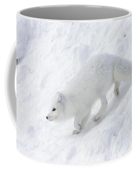 Mp Coffee Mug featuring the photograph Arctic Fox Alopex Lagopus On Snow Drift by Matthias Breiter