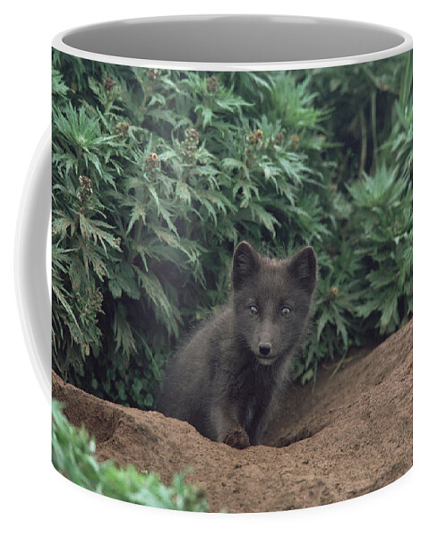 Mp Coffee Mug featuring the photograph Arctic Fox Alopex Lagopus Pup At Burrow by Gerry Ellis
