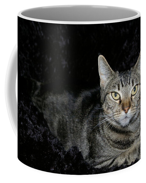 Cats Coffee Mug featuring the photograph Are you talking to me by Kristy Urain