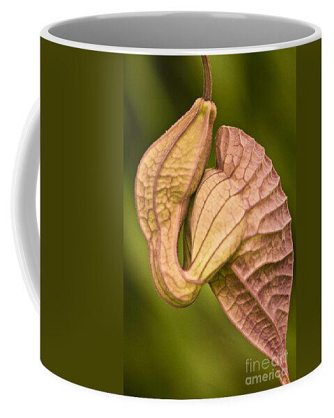 Nature Coffee Mug featuring the photograph Aristolochia grandiflora II by Heiko Koehrer-Wagner
