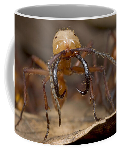 00298229 Coffee Mug featuring the photograph Army Ant Soldier With Giant Mandibles by Piotr Naskrecki