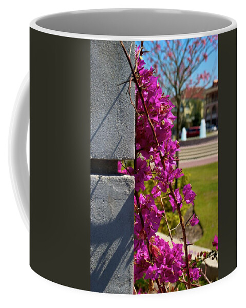 Ave Maria Coffee Mug featuring the photograph Ave Maria Walk by Joseph Yarbrough