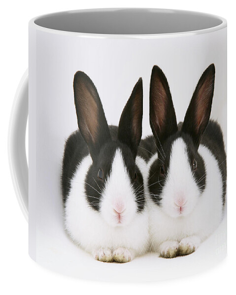 Black-and-white Dutch Rabbit Coffee Mug featuring the photograph Baby Black-and-white Dutch Rabbits by Jane Burton