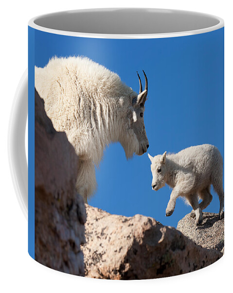 Mountain Goats; Baby; First Steps; Stepping; Encouragement; Nature; Goat; Stepping Out; Baby Goat; Mountain Goat Baby; Happy; Joy; Nature; Brothers Coffee Mug featuring the photograph Baby Steps by Jim Garrison