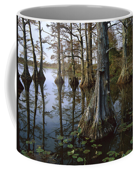 00174916 Coffee Mug featuring the photograph Bald Cypress At Upper Blue Basin This by Tim Fitzharris