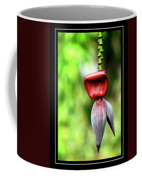 Banana Plant Coffee Mug featuring the photograph Banana Heart by Carolyn Marshall