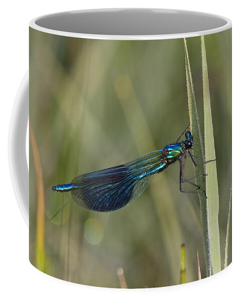 Mp Coffee Mug featuring the photograph Banded Demoiselle Calopteryx Splendens by Konrad Wothe