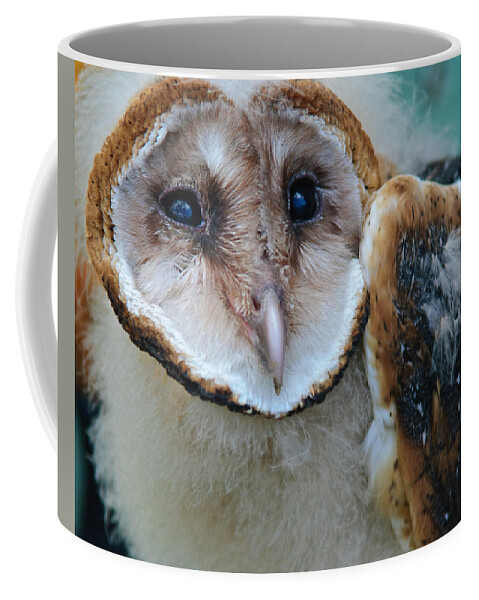 Barn Owlets Coffee Mug featuring the photograph Barn Owlet by Craig Leaper