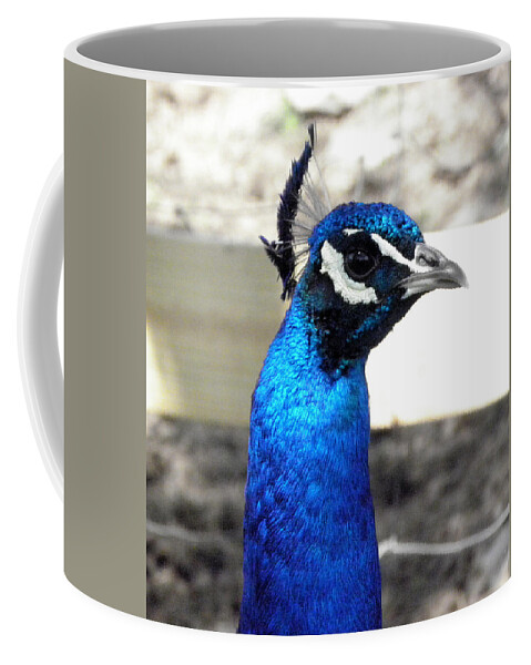 Peacock Coffee Mug featuring the photograph Beautiful blues by Kim Galluzzo