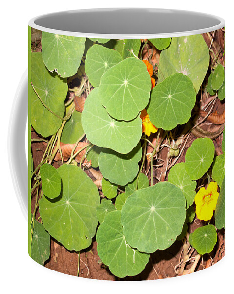 Plant Coffee Mug featuring the photograph Beautiful round green leaves of a plant with orange flowers by Ashish Agarwal