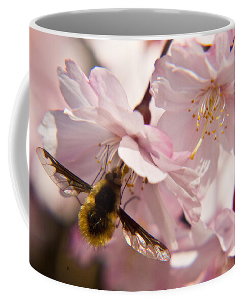 Bombyliidae Coffee Mug featuring the photograph Bee Fly Feeding 6 by Douglas Barnett