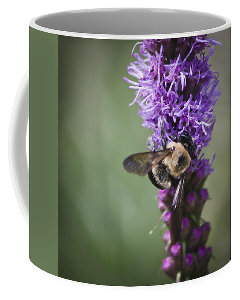 Gayfeather Coffee Mug featuring the photograph Bee on Gayfeather Squared 1 by Teresa Mucha