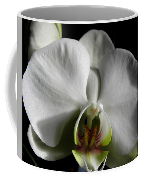 White Coffee Mug featuring the photograph Bianco Orchid by Kim Galluzzo