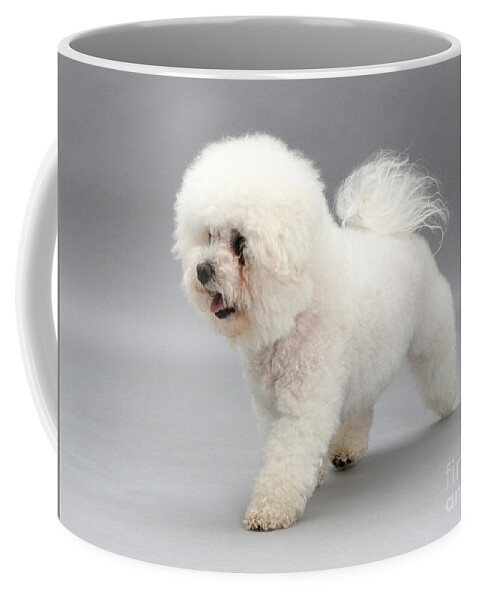Dog Coffee Mug featuring the photograph Bichon Frise by Jane Burton