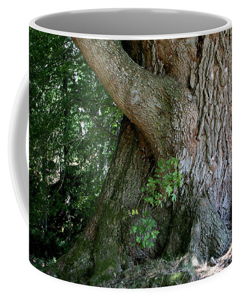 Tree Coffee Mug featuring the photograph Big Fat Tree Trunk by Lorraine Devon Wilke